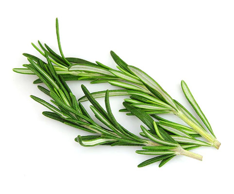 rosemary